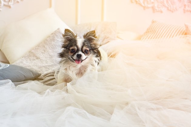 Predicted Pet Trends for 2019: What to Expect