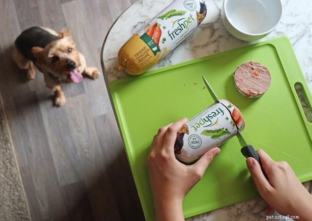 Predicted Pet Trends for 2019: What to Expect