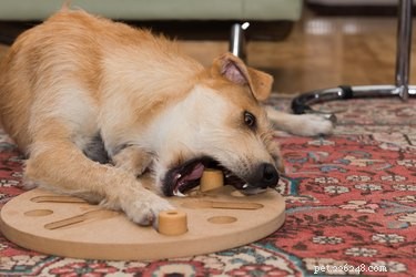 The Complete Guide to CBD for Pets: Safe Use & Benefits