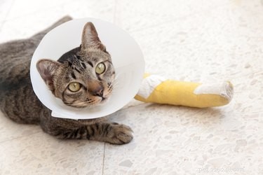 Essential Care Tips for Pets with Casts and Splints