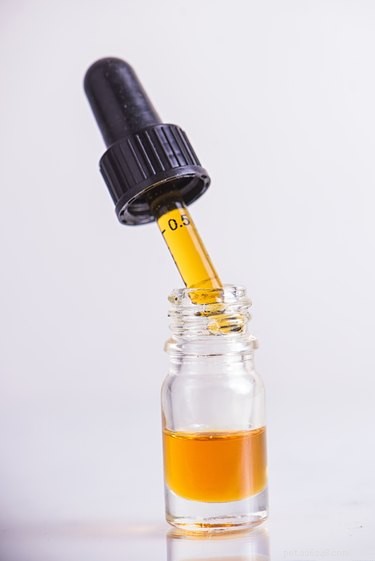 The Complete Guide to CBD for Pets: Safe Use & Benefits