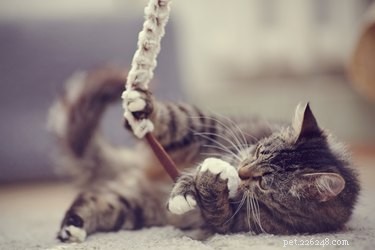 8 Simple, Realistic New Year s Resolutions to Enhance Your Pet s Well‑Being