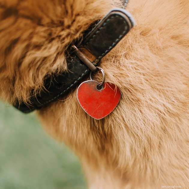 8 Simple, Realistic New Year s Resolutions to Enhance Your Pet s Well‑Being