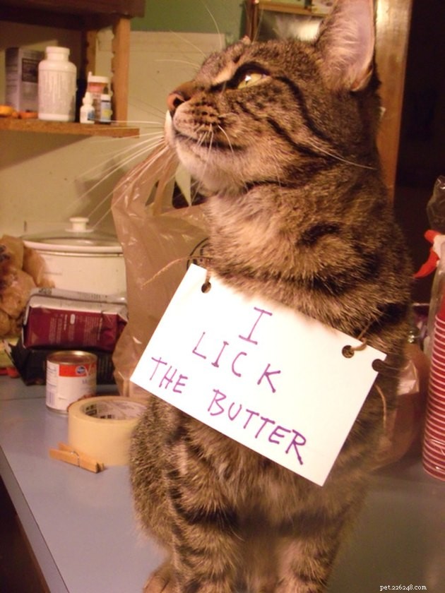 Unbelievable 1960s Pet Care Secrets Revealed