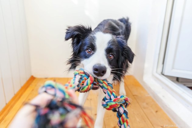 8 Simple, Realistic New Year s Resolutions to Enhance Your Pet s Well‑Being