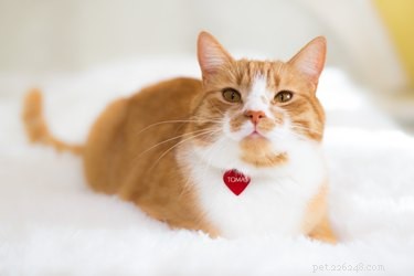 8 Simple, Realistic New Year s Resolutions to Enhance Your Pet s Well‑Being