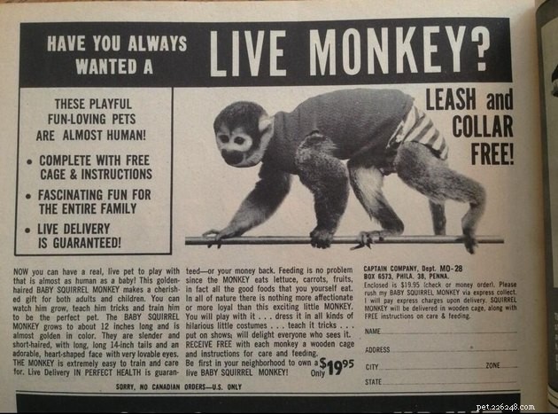 Unbelievable 1960s Pet Care Secrets Revealed
