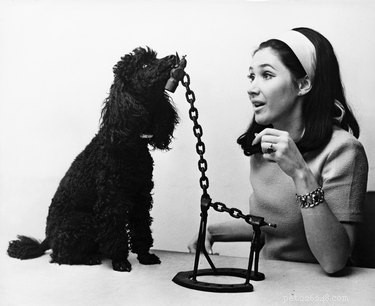 Unbelievable 1960s Pet Care Secrets Revealed