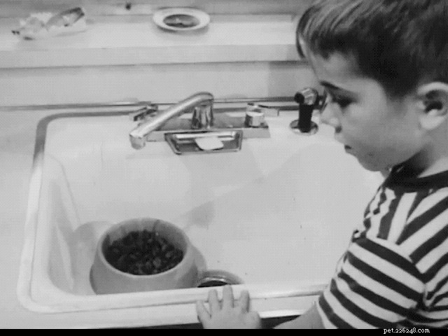 Unbelievable 1960s Pet Care Secrets Revealed