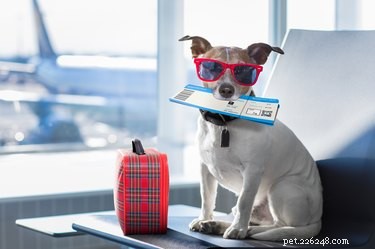 Essential Guide to Stress‑Free Holiday Travel with Your Pet