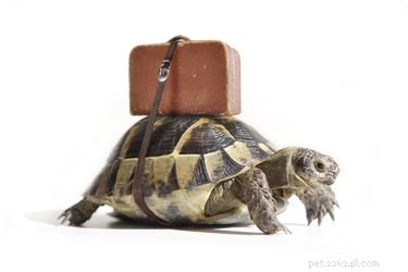 Essential Guide to Stress‑Free Holiday Travel with Your Pet