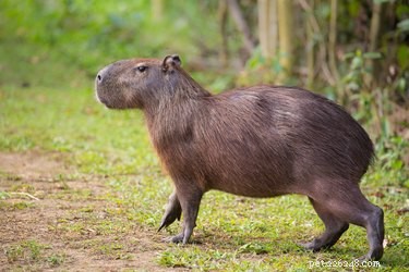 9 Exotic Pets You Can Legally Own: A Guide to Unique Companion Animals