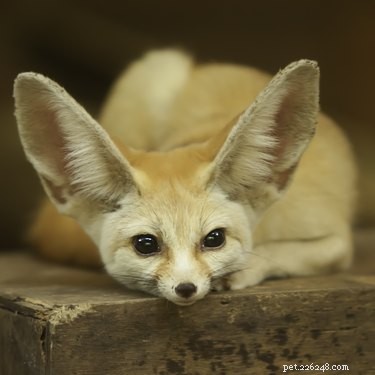9 Exotic Pets You Can Legally Own: A Guide to Unique Companion Animals