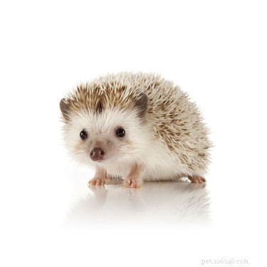 9 Exotic Pets You Can Legally Own: A Guide to Unique Companion Animals