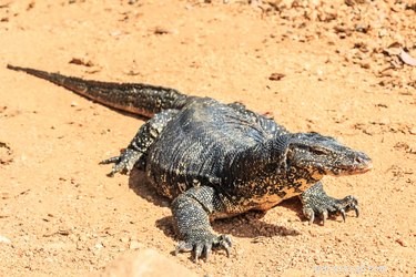 9 Exotic Pets You Can Legally Own: A Guide to Unique Companion Animals