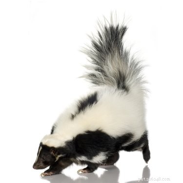 9 Exotic Pets You Can Legally Own: A Guide to Unique Companion Animals