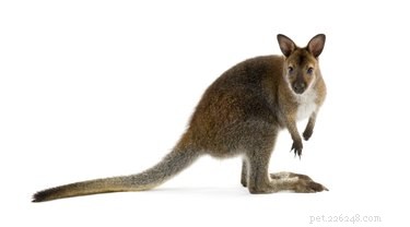 9 Exotic Pets You Can Legally Own: A Guide to Unique Companion Animals