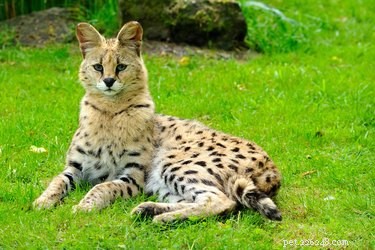 9 Exotic Pets You Can Legally Own: A Guide to Unique Companion Animals