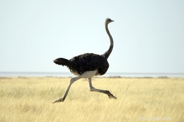 9 Exotic Pets You Can Legally Own: A Guide to Unique Companion Animals