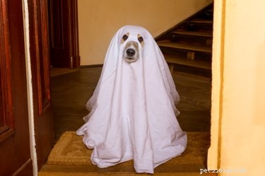 Are You Haunted by a Pet’s Ghost? Explore the Phenomenon