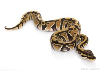 9 Exotic Pets You Can Legally Own: A Guide to Unique Companion Animals