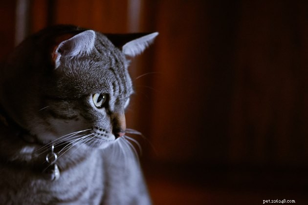 Are You Haunted by a Pet’s Ghost? Explore the Phenomenon