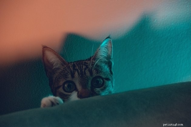 Are You Haunted by a Pet’s Ghost? Explore the Phenomenon