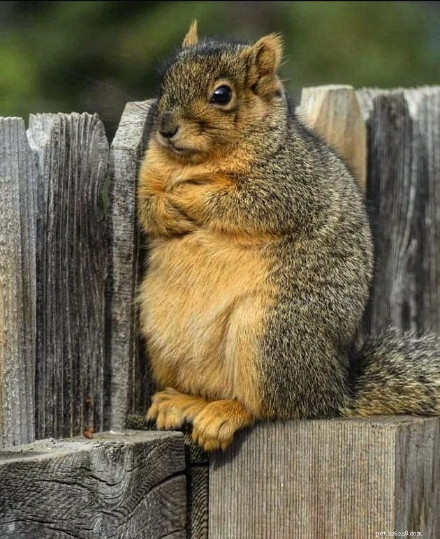 16 Irresistibly Cute Squirrels That Will Capture Your Heart