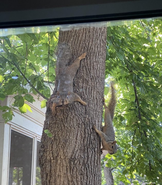 16 Irresistibly Cute Squirrels That Will Capture Your Heart