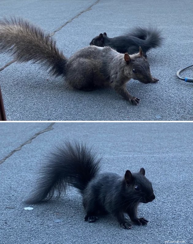 16 Irresistibly Cute Squirrels That Will Capture Your Heart