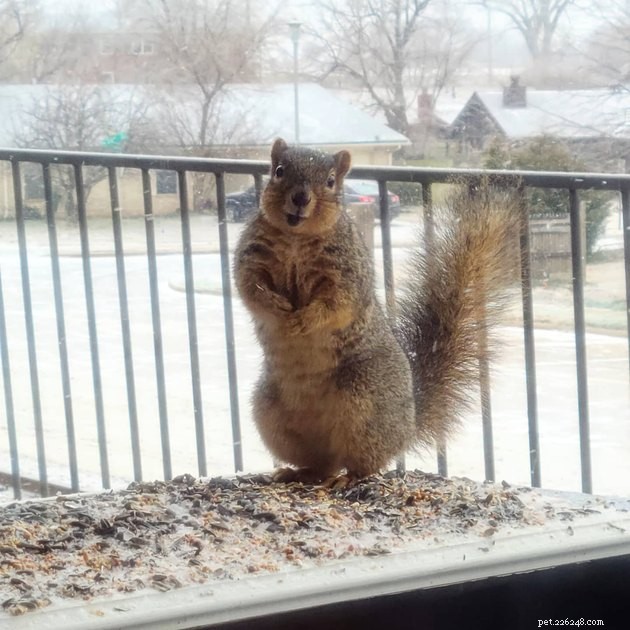 16 Irresistibly Cute Squirrels That Will Capture Your Heart