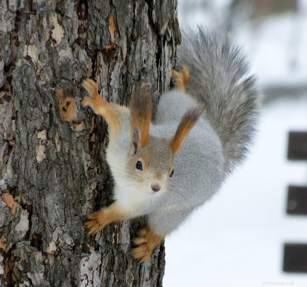 16 Irresistibly Cute Squirrels That Will Capture Your Heart