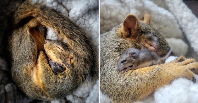 16 Irresistibly Cute Squirrels That Will Capture Your Heart