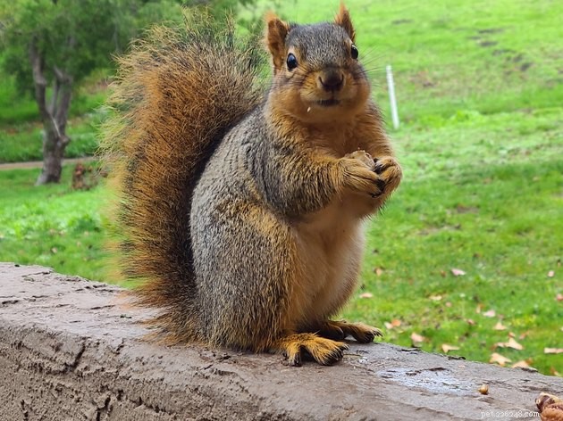 16 Irresistibly Cute Squirrels That Will Capture Your Heart