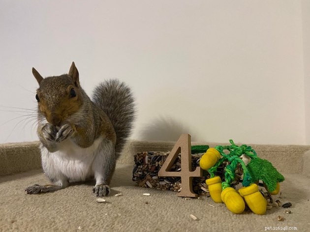16 Irresistibly Cute Squirrels That Will Capture Your Heart