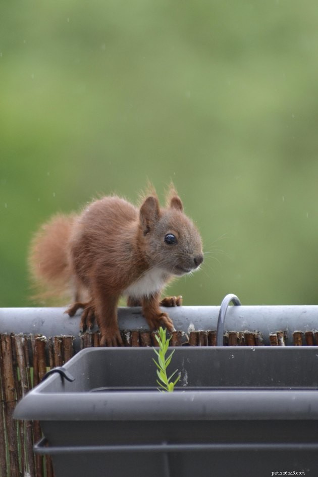 16 Irresistibly Cute Squirrels That Will Capture Your Heart