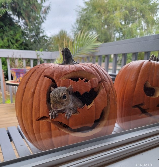 16 Irresistibly Cute Squirrels That Will Capture Your Heart