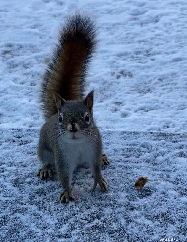16 Irresistibly Cute Squirrels That Will Capture Your Heart