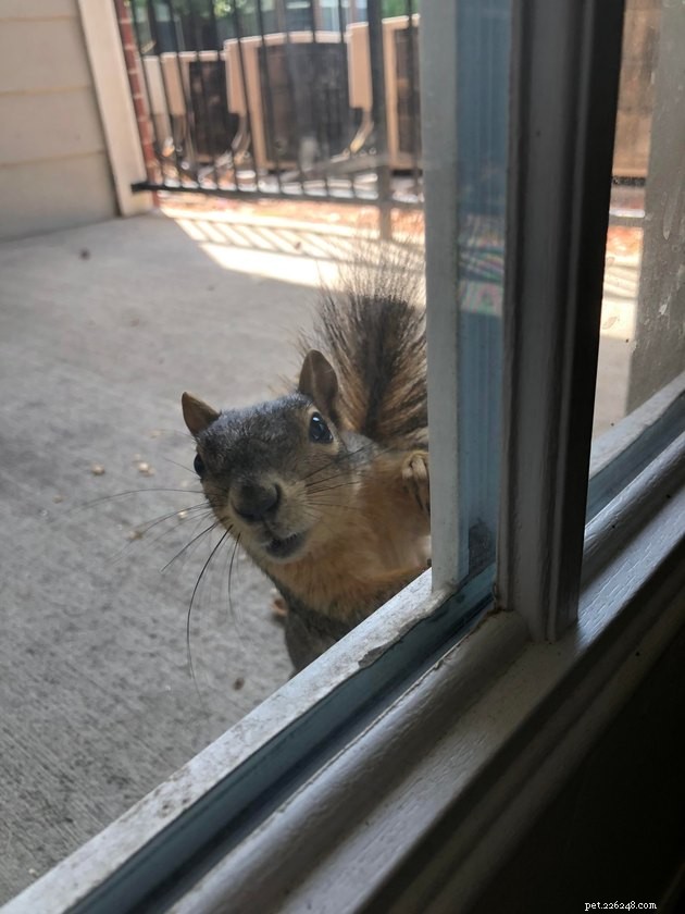 16 Irresistibly Cute Squirrels That Will Capture Your Heart