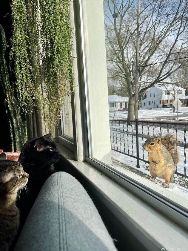 16 Irresistibly Cute Squirrels That Will Capture Your Heart
