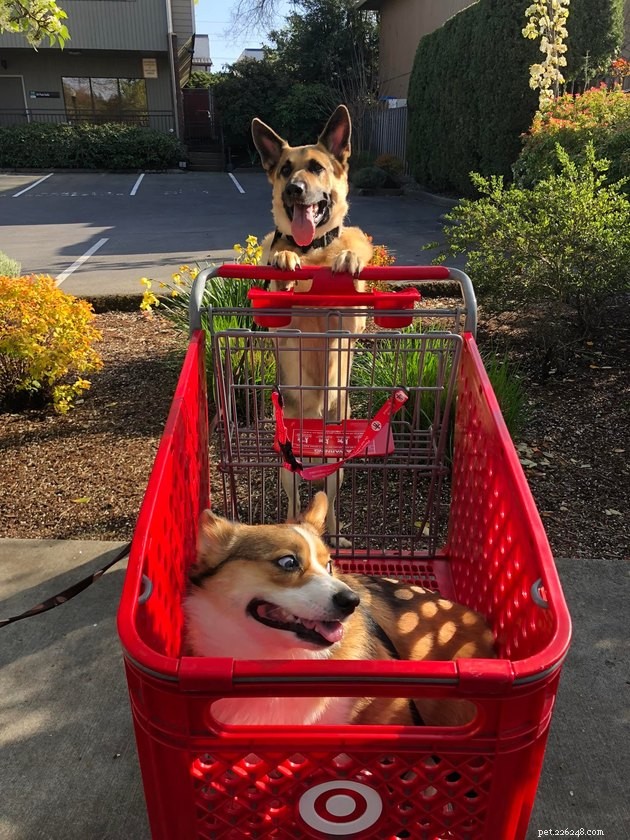 17 Hilarious Pet Photos Guaranteed to Make You Laugh