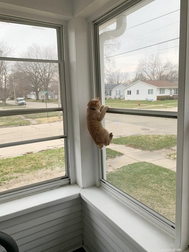 17 Hilarious Pet Photos Guaranteed to Make You Laugh