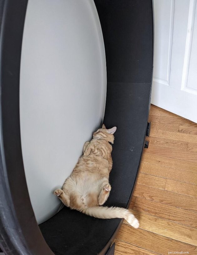 17 Hilarious Pet Photos Guaranteed to Make You Laugh