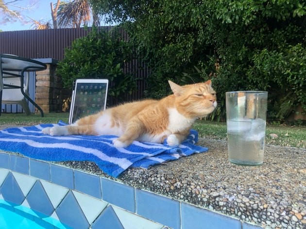17 Hilarious Pet Photos Guaranteed to Make You Laugh