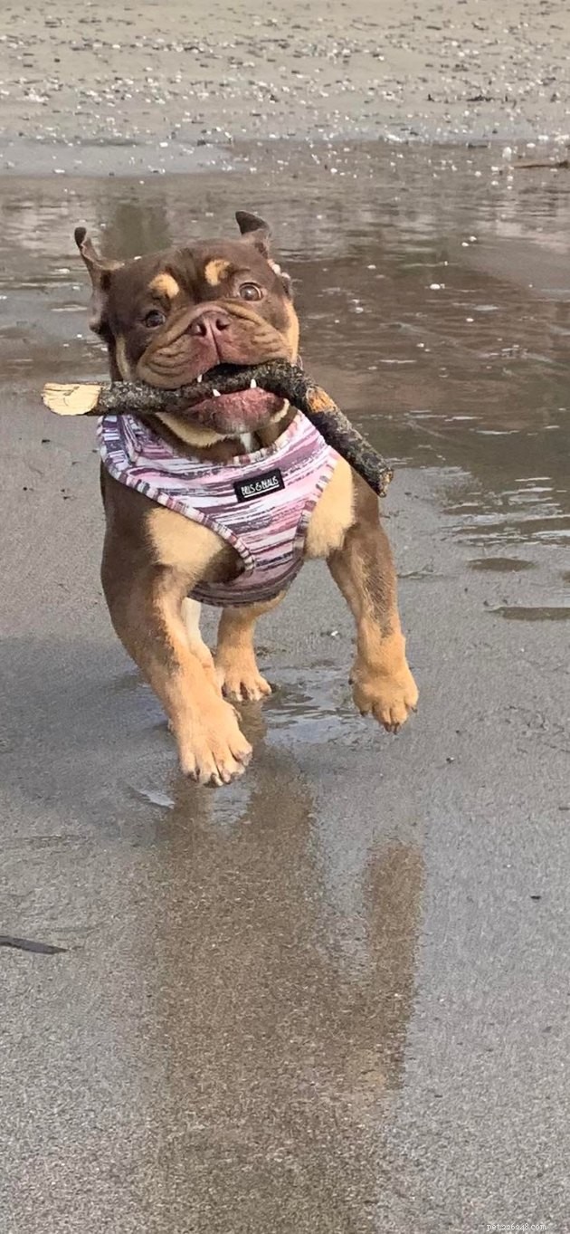 17 Hilarious Pet Photos Guaranteed to Make You Laugh