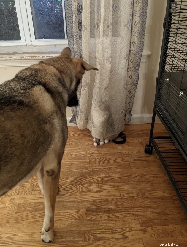 17 Hilarious Pet Photos Guaranteed to Make You Laugh
