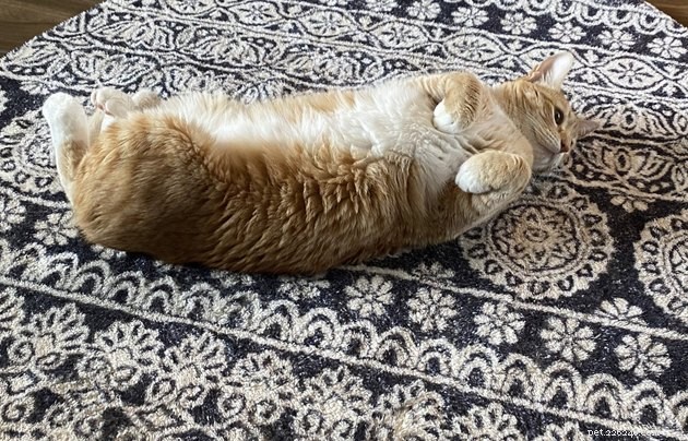 17 Hilarious Pet Photos Guaranteed to Make You Laugh