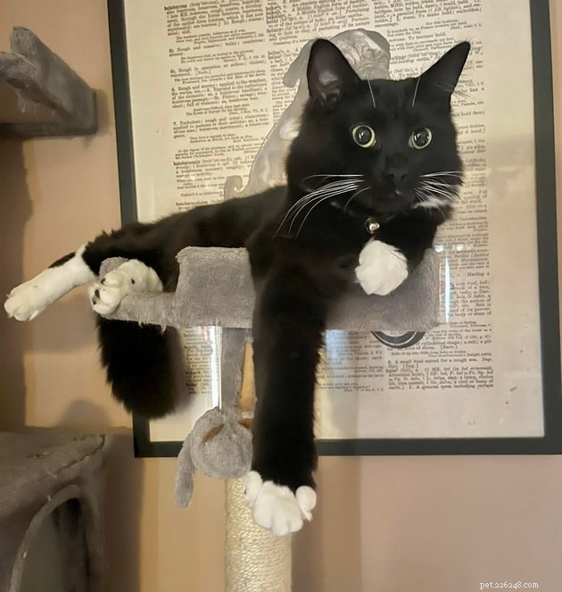 17 Hilarious Pet Photos Guaranteed to Make You Laugh