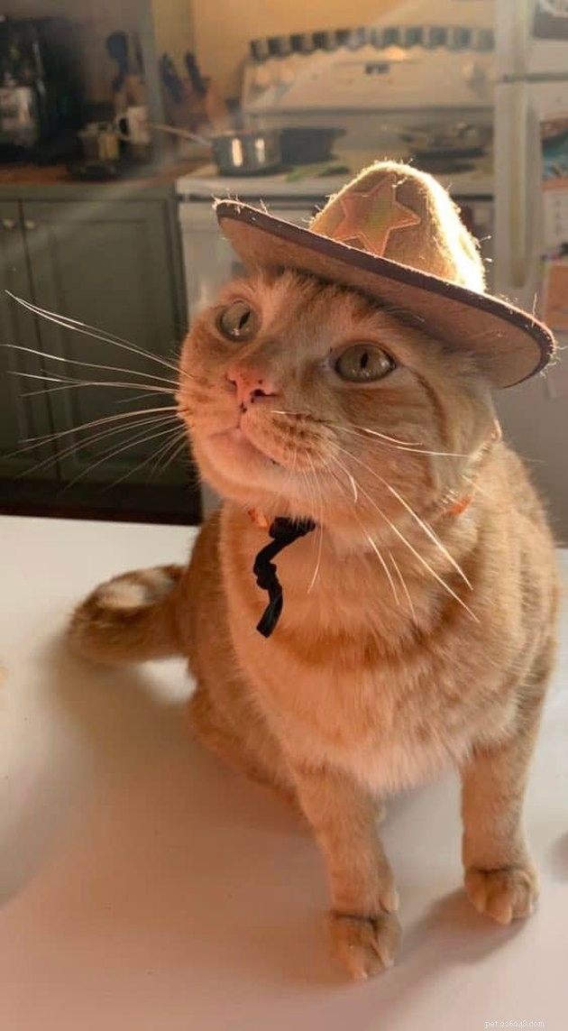 17 Hilarious Pet Photos Guaranteed to Make You Laugh