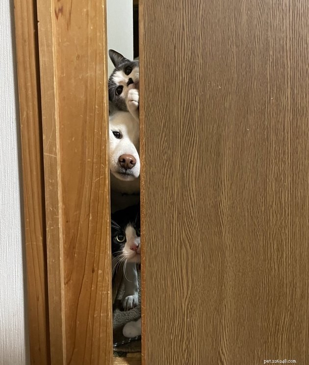 17 Adorable Cats & Dogs That Will Melt Your Heart